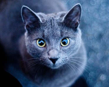 The 13 Most Beautiful Cat Breeds in the World